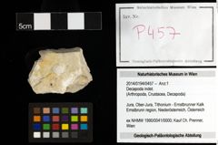 Foto (Objekt + Etiketten) von Decapoda indet. 